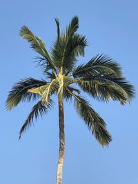 Low angle view of palm tree against clear blue sky