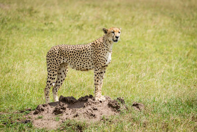 Cheetah stands on termite mound facing right