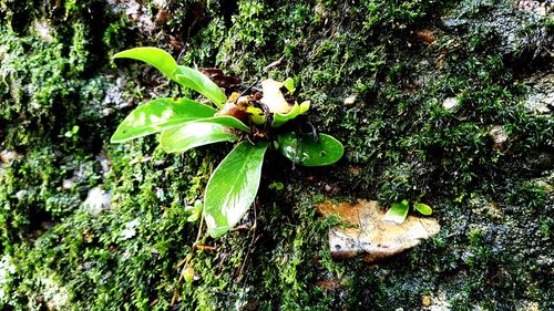 Close-up of plant growing on field