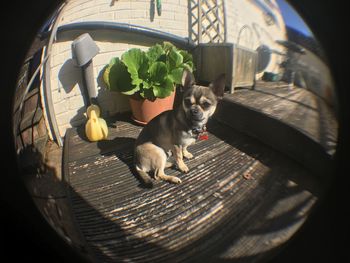 View of dog on table