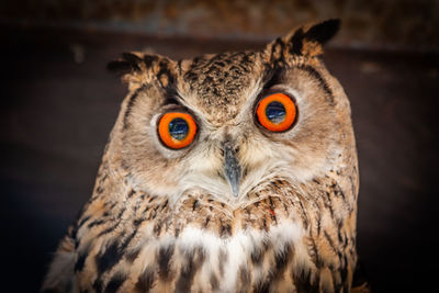 Close-up portrait of owl