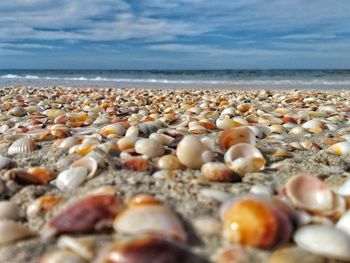 Surface level of shells on beach against sky