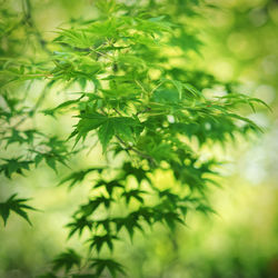 Close-up of fresh green leaves