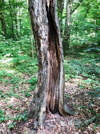 Tree trunk in forest