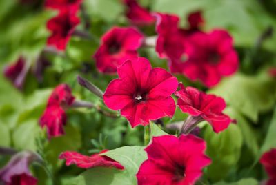 Close-up of red flowering plant