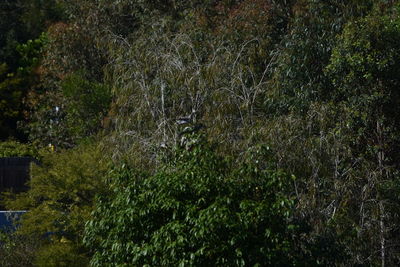 Trees growing in park