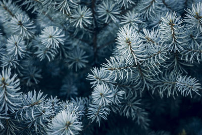 Blue spruce branches background. christmas tree. fir tree branch