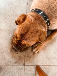 High angle view of a dog