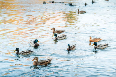 Ducks swimming in lake