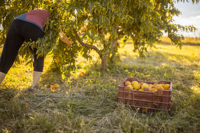 Various fruits in basket on field