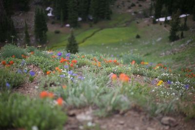 Poppy flowers blooming on field