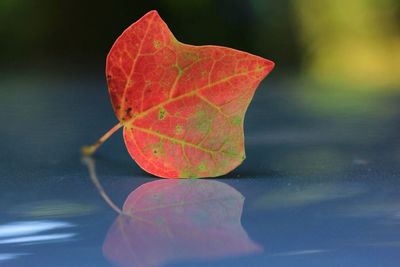 Close-up of leaves