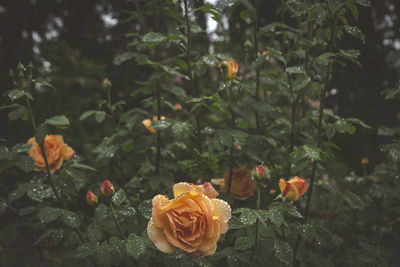 Close-up of roses blooming outdoors