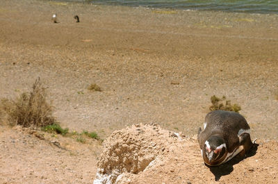 High angle view of birds on beach