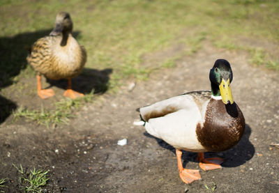Close-up of ducks on ground
