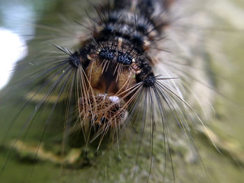 Close-up of flower against blurred background