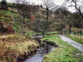 Narrow stream along trees