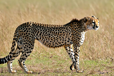 animal