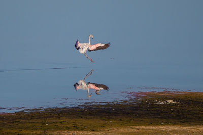 Flamingo flying over lake