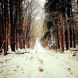 Road passing through forest