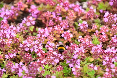 Close-up of bee pollinating on purple flowering