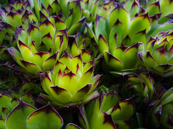 Rosette patterns of houseleek or sempervivum tectorum in green color with purple tips