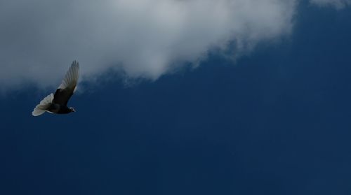 Low angle view of seagull flying against sky