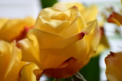 Close-up of yellow rose bouquet