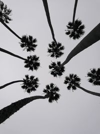 Low angle view of coconut palm tree against clear sky