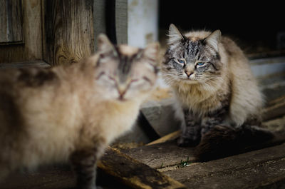 Portrait of cat on wood
