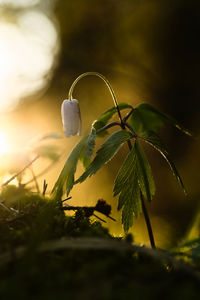 Close-up of flowering plant against sky during sunset