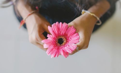 High angle view of woman holding gerbera daisy