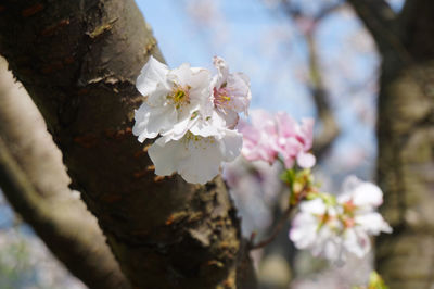 Close-up of white blossom