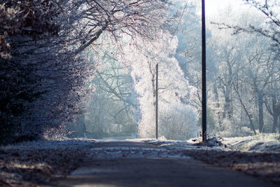 Road amidst bare trees in forest during winter