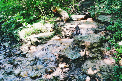 Stream flowing through rocks in forest