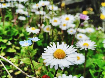 Close-up of white daisy blooming outdoors