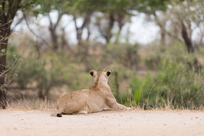 Lion relaxing on field