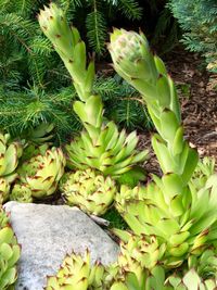 High angle view of fruits growing on cactus