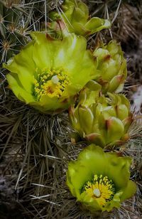 Close-up of yellow prickly pear cactus