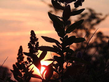 Silhouette of plant against romantic sky at sunset