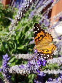 Close-up of butterfly pollinating on purple flower