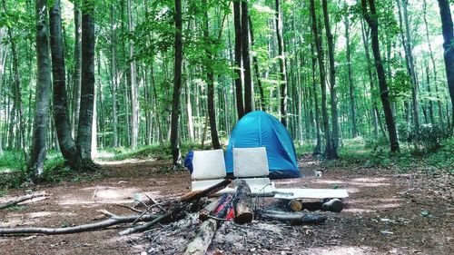 Tent against trees at forest