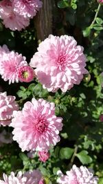 Close-up of pink flowers blooming outdoors