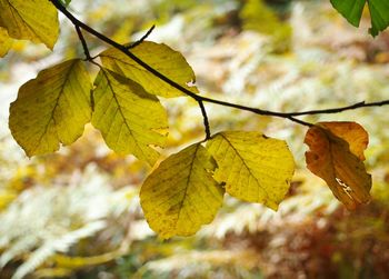 Close-up of leaves against blurred background