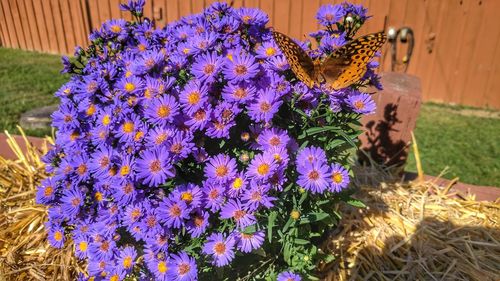 Close-up of fresh purple flowers blooming in field