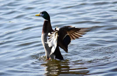 Bird flying over lake