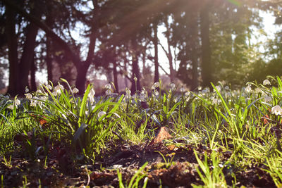 Close-up of grass growing in field