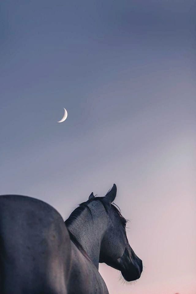 sky, moon, mammal, no people, domestic animals, animal, domestic, livestock, copy space, nature, vertebrate, animal themes, clear sky, horse, low angle view, animal wildlife, beauty in nature, outdoors, one animal, pets, herbivorous