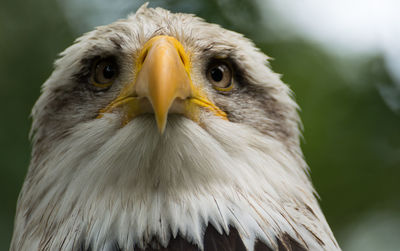 Close-up portrait of eagle against blurred background