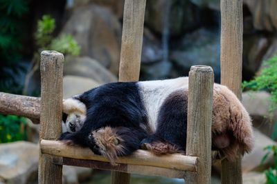 Close-up of cat relaxing on wood